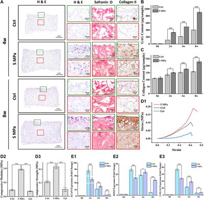 In vitro Cartilage Regeneration Regulated by a Hydrostatic Pressure Bioreactor Based on Hybrid Photocrosslinkable Hydrogels